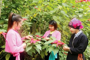 Du lịch phục hồi, tạo đà khởi sắc