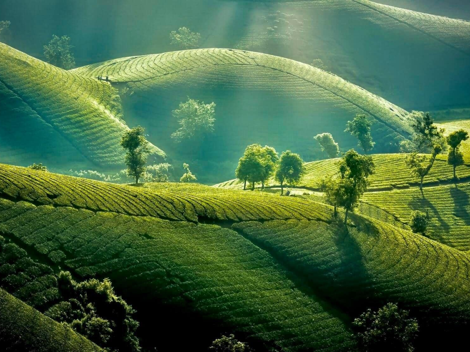 Đồi chè Long Cốc