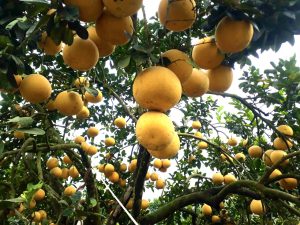Bưởi Đoan Hùng- Đặc sản quê hương Đất Tổ