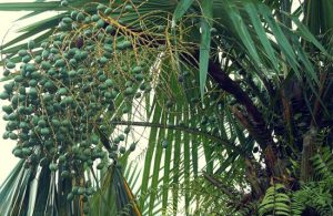 Cọ ỏm – món ngon từ miền đất Tổ