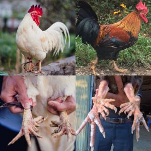 Gà nhiều cựa Tân Sơn Phú Thọ