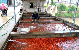 Làng nghề Thủy Trầm vào Tết