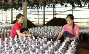 Làng nghề trông nấm, mộc nhỉ Đoan Thượng