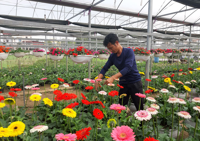 Làng nghề trồng hoa – cây cảnh Phương Viên vào Xuân