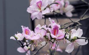 Lễ hội hoa ban lần đầu tiên được tổ chức tại Thủ đô