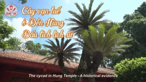 Cây vạn tuế ở Đền Hùng – Dấu tích lịch sử . The cycad in Hung Temple