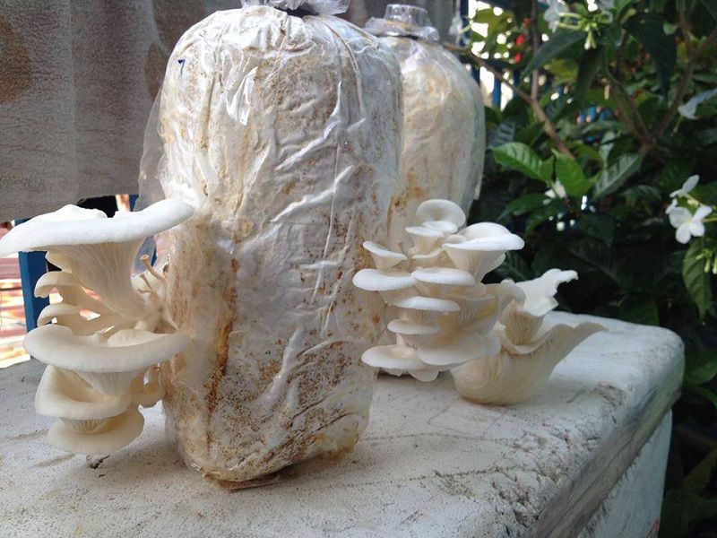 Làng nghề trồng nấm, mộc nhĩ Đoan Thượng