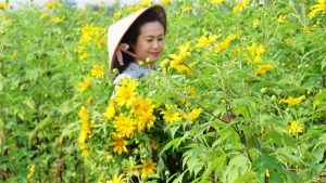 Ngắm hoa Dã Quỳ bên Sông Đà