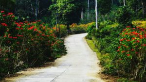 Ngắm rừng hoa trạng nguyên rực đỏ ở Vườn quốc gia Xuân Sơn