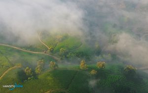 NGẤT NGÂY TRƯỚC VẺ ĐẸP CỦA ĐỒI CHÈ LONG CỐC, PHÚ THỌ
