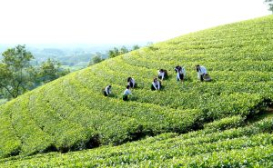 Phú Thọ chung tay kích cầu du lịch nội địa