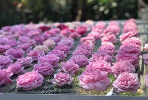 PHÚ THỌ: TRÀ HOA HỒNG NGUYÊN BÔNG 10 TRIỆU ĐỒNG/KG, ÔNG CHỦ CŨNG KHÔNG DÁM UỐNG NHIỀU
