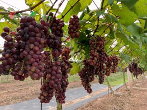 Vườn nho Lâm Thao – điểm tham quan mới được nhiều du khách quan tâm