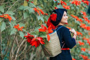 Xuân Sơn rực rỡ mùa hoa trạng nguyên.