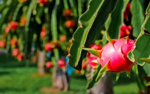 Thanh long Lập Thạch – Hành trình đến với thương hiệu OCOP