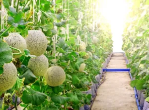 Dưa lưới Vườn Xanh – Dưa lưới Thanh Xuân