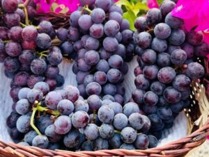 Nho Hạ Đen (nho đen không hạt)