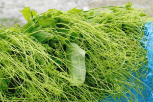 Ngọn su su – Đặc sản trứ danh vùng núi Tam Đảo