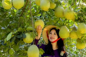Huyện Đoan Hùng - Ngọt thơm hương bưởi