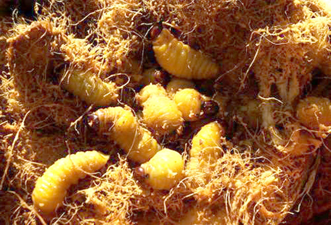 Nhộng cọ nướng - món ăn độc đáo của vùng đất trung du
